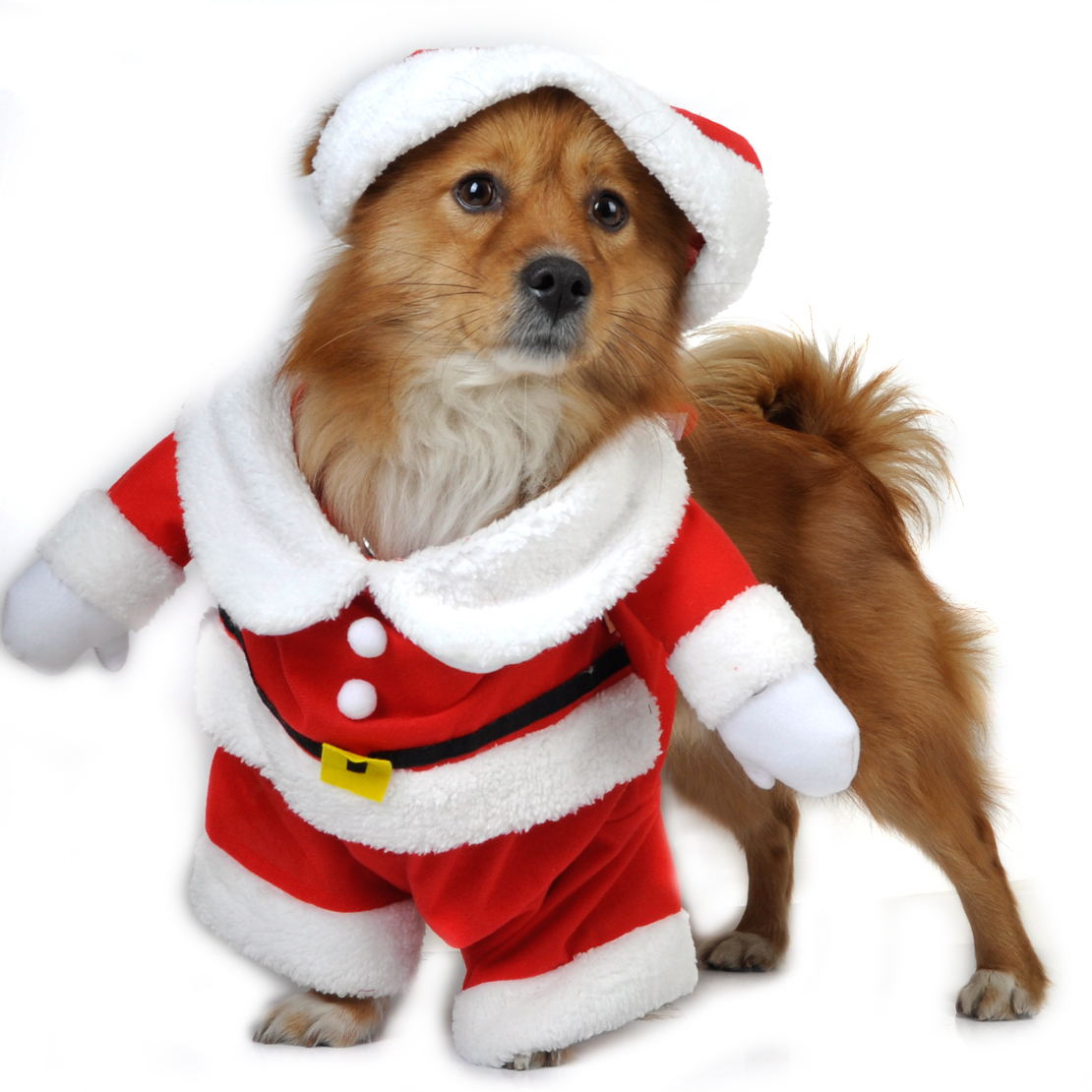 dog christmas fancy dress ideas