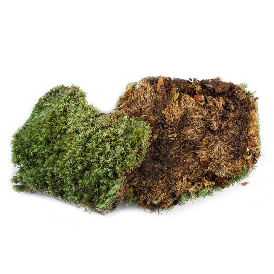 10.5 x 7.5CM Miniature Dry Moss Lichen Crafts For Fairy Garden Micro Landscape 